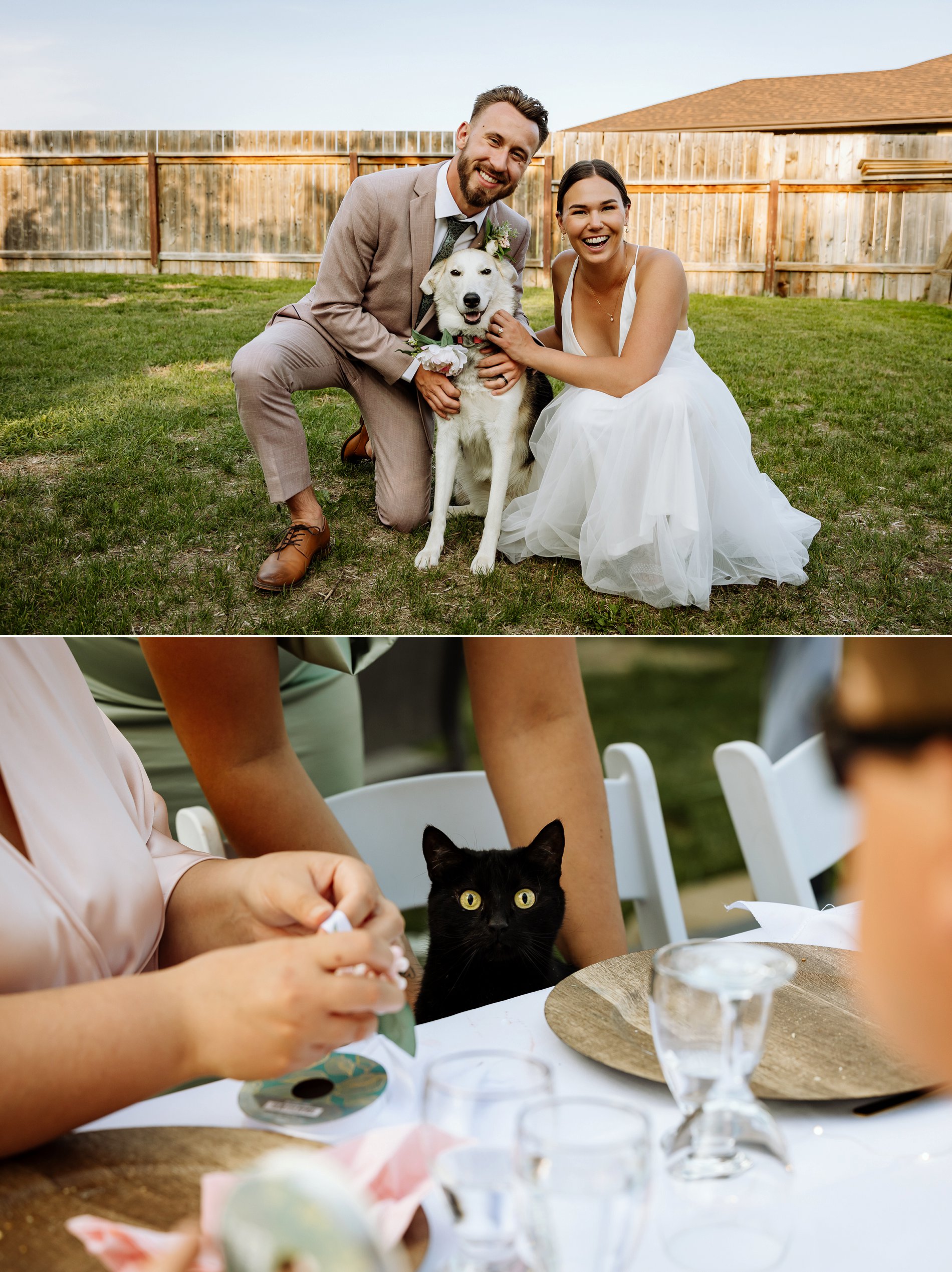 A bride and groom and their dog and cat at their backyard wedding reception.